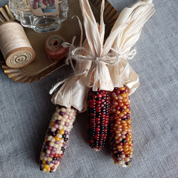 小さめグラスジェムコーン 3本セット ② ドライフラワー farm 310 通販