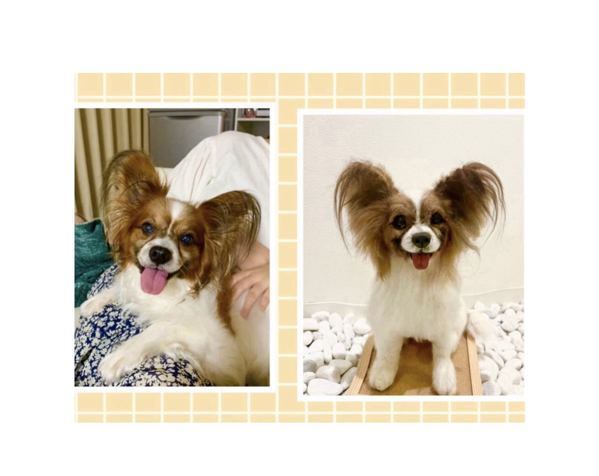 びっけ室内犬います。プロフ確認下さい。　　　羊毛フェルト　パピヨン　犬 お座りパピヨン 羊毛フェルト | iichi 日々の暮らしを心地よく