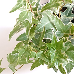 ●数量限定●新作●　斑入り　”アイビー・ヘデラ　モナリザ　スチールcup鉢カバー（グレージュ）”　観葉植物　人気 4枚目の画像