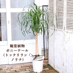 送料無料現品販売 観葉植物 ポニーテール トックリラン ノリナ 10号ポット H150cm おしゃれ ナチュラル 1枚目の画像