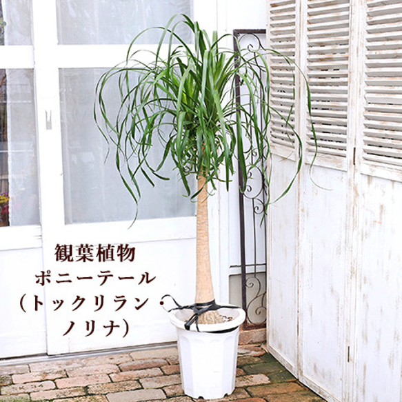 送料無料現品販売 観葉植物 ポニーテール トックリラン ノリナ 10号