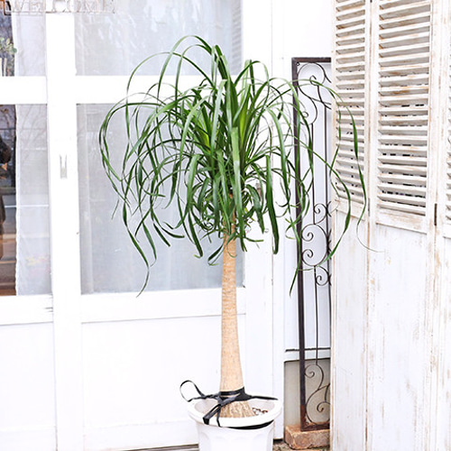 送料無料現品販売 観葉植物 ポニーテール トックリラン ノリナ 10号