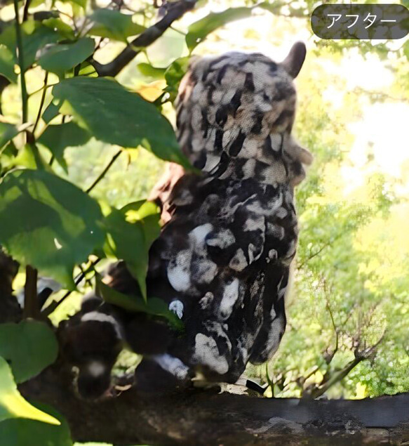 ☆羊毛フェルトのベンガルワシミミズクB 10枚目の画像