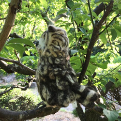 ☆羊毛フェルトのベンガルワシミミズクB 15枚目の画像