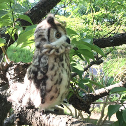 ☆羊毛フェルトのベンガルワシミミズクB 13枚目の画像