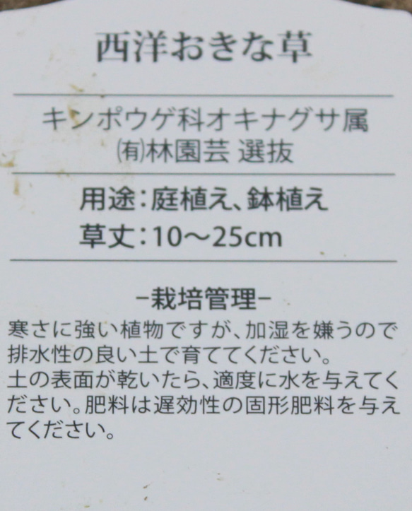 1pot）西洋翁草　セイヨウオキナグサ　ブルー系です♡3.5号♡人気♡在庫少 6枚目の画像