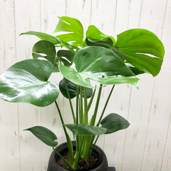 切れ込み良好 モンステラ     Monstera    セメント鉢カバー付 3枚目の画像