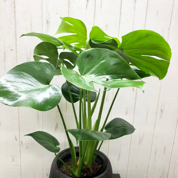 切れ込み良好 モンステラ     Monstera    セメント鉢カバー付 3枚目の画像