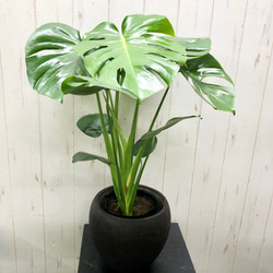 切れ込み良好 モンステラ     Monstera    セメント鉢カバー付 1枚目の画像