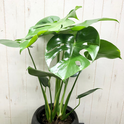 切れ込み良好 モンステラ     Monstera    セメント鉢カバー付 2枚目の画像