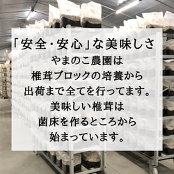 徳島県産　料亭、旅館同等でお客様クチコミ大賞頂いた希少生椎茸大サイズ 6枚目の画像