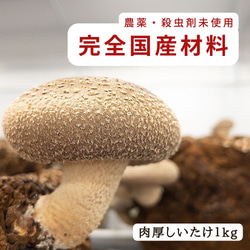 徳島県産　料亭、旅館同等でお客様クチコミ大賞頂いた希少生椎茸大サイズ 1枚目の画像