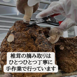 徳島県産　料亭、旅館同等でお客様クチコミ大賞頂いた希少生椎茸大サイズ 4枚目の画像