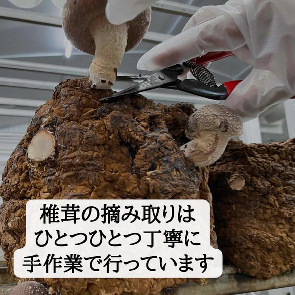 徳島県産　料亭、旅館同等でお客様クチコミ大賞頂いた希少生椎茸大サイズ 4枚目の画像