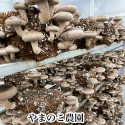 徳島県産　料亭、旅館同等でお客様クチコミ大賞頂いた希少生椎茸大サイズ 5枚目の画像