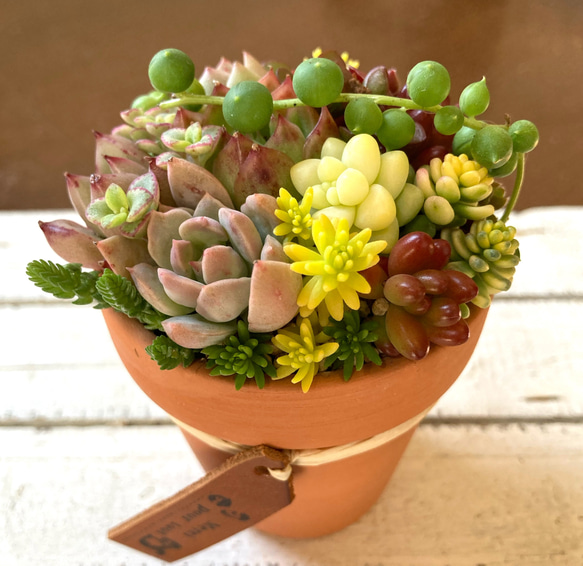 多肉植物　寄せ植え　素焼き鉢　多肉植物寄植え　セダム　多肉 10枚目の画像