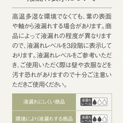 大地農園！ プリザーブドフラワー 「ラスカス・プリザーブド　オフホワイト　１束」プリザ ドライフラワー 花材 装飾 5枚目の画像