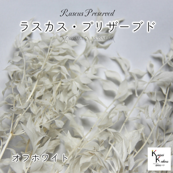 地球農場！永生花「Ruscas Preserved Off White 1束」Preza乾燥花材擺飾 第1張的照片