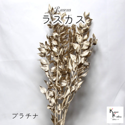 地球農場！永生花「Ruscas Platinum 1 束」Preza 乾燥花花材料裝飾植物標本室時尚 第1張的照片