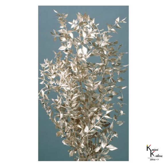 地球農場！永生花「Ruscas 白金半束」Preza 乾燥花花材料裝飾植物標本室時尚 第5張的照片