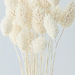 大地農園！ プリザーブドフラワー 「ポアプランツ　白　１束」プリザ ドライフラワー 花材 装飾 ハーバリウム おしゃれ 4枚目の画像