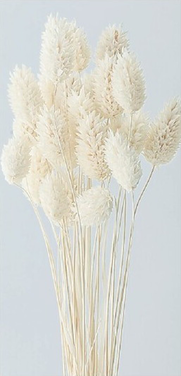 地球農場！永生花「毛孔植物白 1 束」Preza 乾燥花花材質裝飾植物標本室時尚 第4張的照片