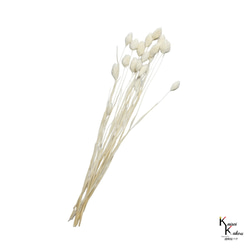 地球農場！永生花「孔隙植物白色半束」Preza 乾燥花花材料裝飾植物標本室時尚 第2張的照片