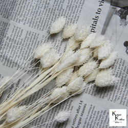 地球農場！永生花「孔隙植物白色半束」Preza 乾燥花花材料裝飾植物標本室時尚 第3張的照片