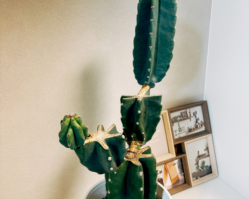 柱サボテン　ブランチ　鬼面角　トゲ無し　5 現品］5番 柱サボテン 鬼面角 ブランチ 6号 観葉植物 室内 おしゃれ 棘