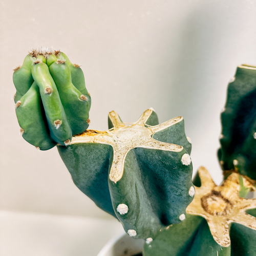 現品］5番 柱サボテン 鬼面角 ブランチ 6号 観葉植物 室内 おしゃれ 棘