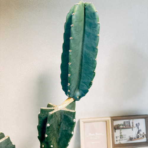 現品］5番 柱サボテン 鬼面角 ブランチ 6号 観葉植物 室内 おしゃれ 棘