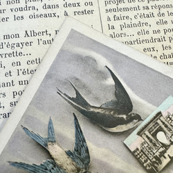 フランス 1906年の鳥たちのカード 5枚目の画像