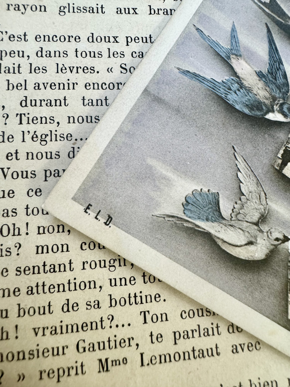 フランス 1906年の鳥たちのカード 6枚目の画像