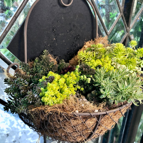 セダム 吊り鉢 植物 送料無料】【生花/直送】多肉苗 ミックスセダム 2鉢 ※お届け日指定不可
