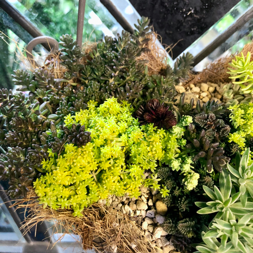 セダムハンギング /アイアンバスケット その他インテリア雑貨 PLANTS