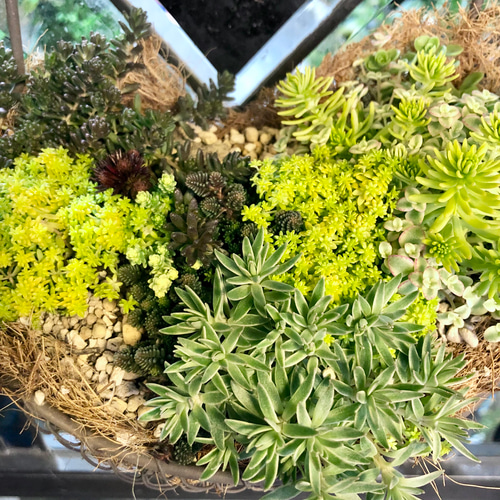 セダム 吊り鉢 植物 チャーム （観葉植物）セダム 品種おまかせ 和風陶器鉢植え 鉢色