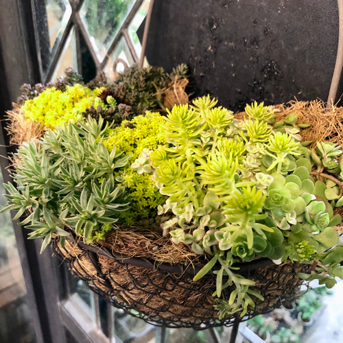 セダム 吊り鉢 植物 おしゃれ 観葉植物：セダム ブルーエルフ*5号吊り鉢 | 観葉植物,吊り鉢