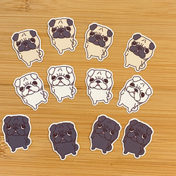 カエルちゃんページ オススメ💕もちもちカエルちゃん🐸 クラウンウェルツノガエルの