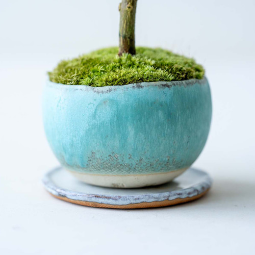 キンズ（金豆）｜青緑のうつわ 盆栽 Sekibokka 通販 17146913