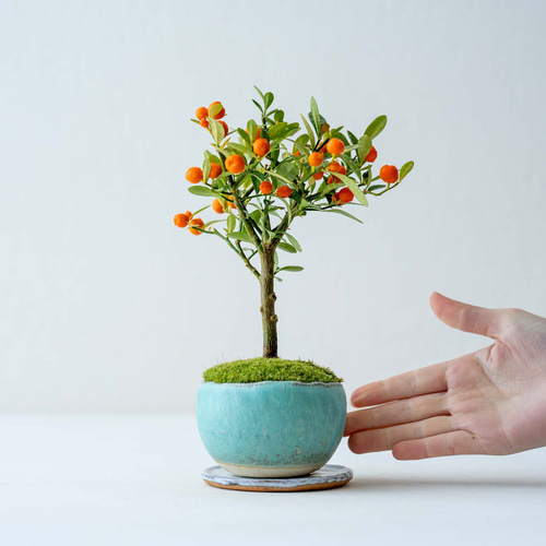 盆栽 金豆 キンズ | 【公式EC】BONSAI IKUMA