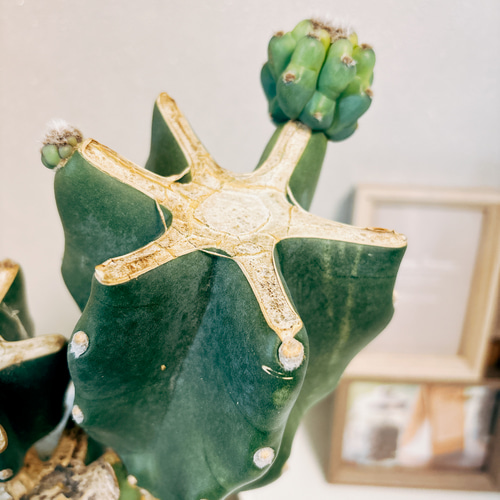 現品］6番 柱サボテン 鬼面角 ブランチ 6号 観葉植物 室内