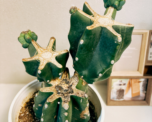 現品　サボテン　柱サボテン　ブランチ　柱サボテンブランチ　鬼面角　6番　室内 4253fa31dd23d6b5c046b650ea7b8f