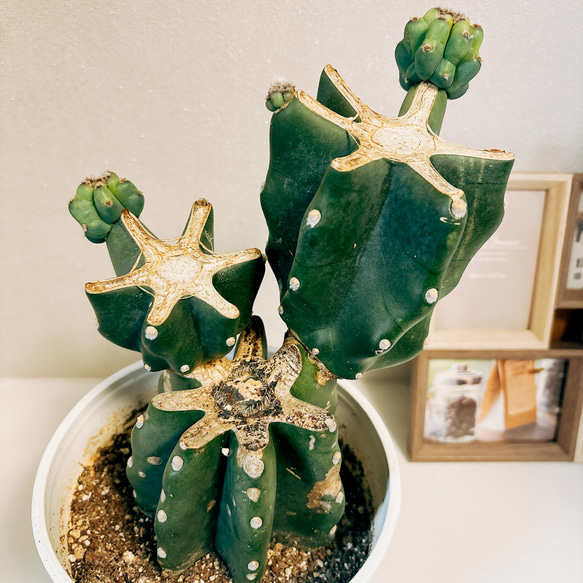 サボテン 柱サボテン ブランチ 鬼面角 3番 ドライガーデン 観葉