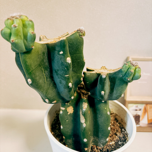 現品］6番 柱サボテン 鬼面角 ブランチ 6号 観葉植物 室内