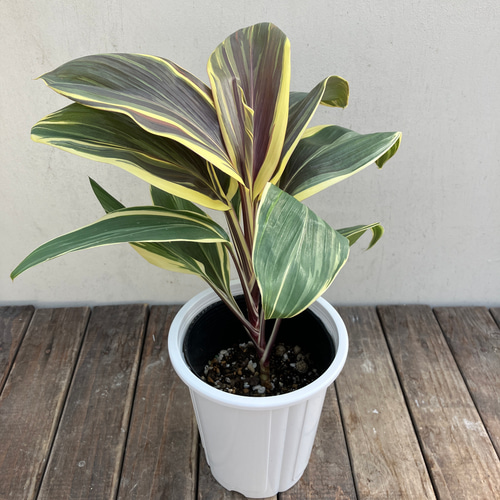 チョコレートクィーン*コルディリネ*コルジリネ*観葉植物 チョコレートクィーン*コルディリネ*コルジリネ*観葉植物
