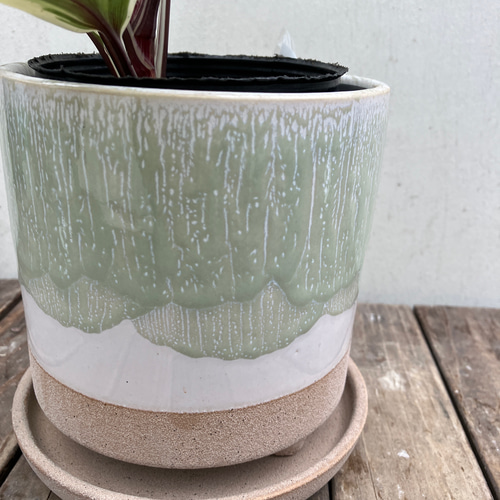 チョコレートクィーン＊コルディリネ＊コルジリネ＊観葉植物＊大人気の