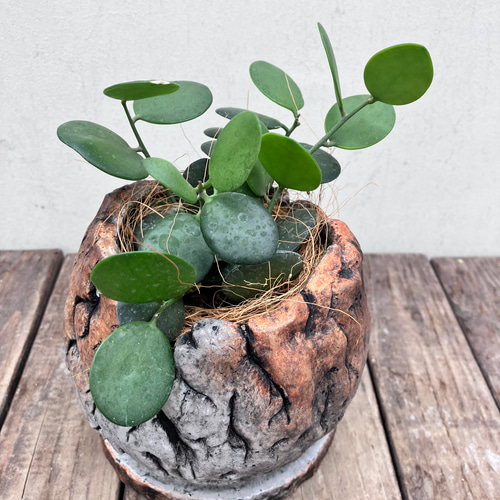 低価格で大人気の 緑の太鼓♪グリーンドラム♪多肉植物♪個性的な格好良い陶器鉢 その他多肉植物