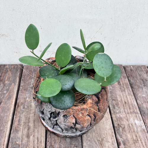 青緑色の多肉植物 陶器鉢付き*10 青緑色の多肉植物 陶器