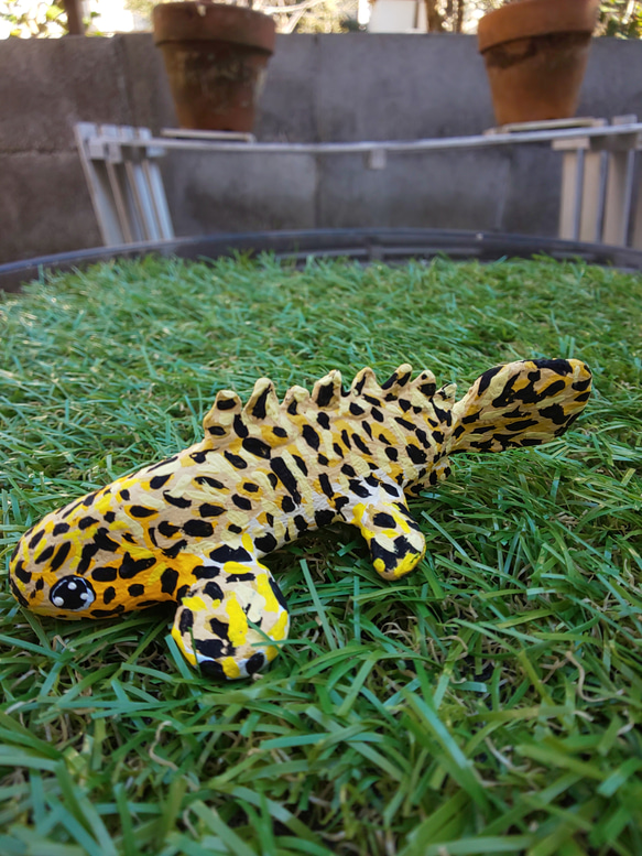 ポリプテルス・オルナティピンニス その他置物 A・D・P・L 通販
