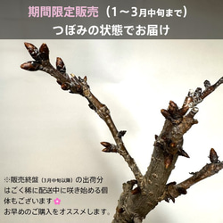 『旭山桜のモダン盆栽』 サクラ★かわいい★お手軽サイズ★おしゃれ盆栽 3枚目の画像